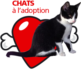 bouton_chats_adoption