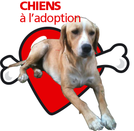 bouton_chiens_adoption