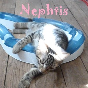 NEPHTIS