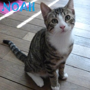 NOAH